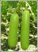 SUJATA