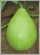 MAKHAN