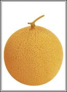 GOLDEN BALL