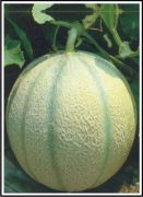 PUNJAB HYBRID 