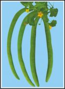 SUPER LONG GREEN