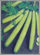 SUPER SELECTION GREEN
